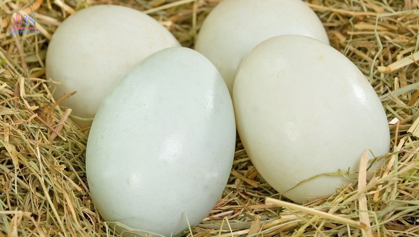 Trứng Vịt Bao Nhiêu Calo?