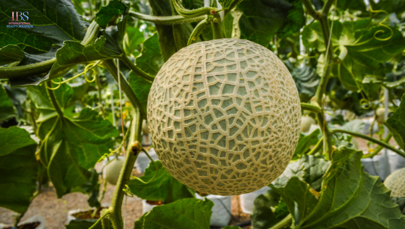 Chọn dưa gang tươi, chưa qua chế biến