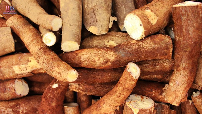 Chọn sắn tươi, không bị đắng