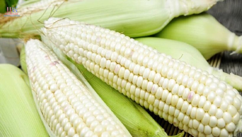 Giá trị dinh dưỡng trong ngô nếp 