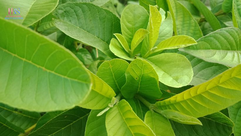 Lá Ổi: Thành Phần và Cơ Chế Hỗ Trợ Giảm Cân